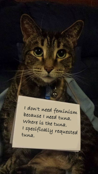 Illustration for article titled Confused Cats on Tumblr Don't Need Feminism Because They Are Cats